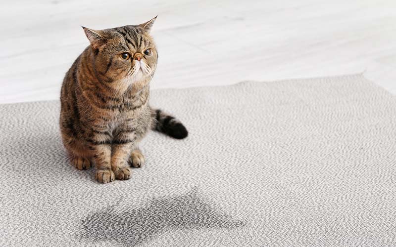 carpet cleaning in bronx, carpet cleaning bronx, carpet cleaners in bronx, carpet cleaners in bronx, commercial carpet cleaning, commercial carpet cleaning in bronx, bronx rug cleaners, rug cleaning services in bronx, same day carpet cleaning, same day rug cleaning in bronx